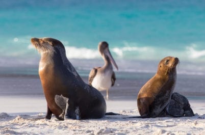 The Galapagos Islands: Fun Facts