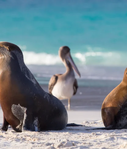 Two sea lions rest on a sandy beach while a pelican stands nearby, with the ocean in the background.