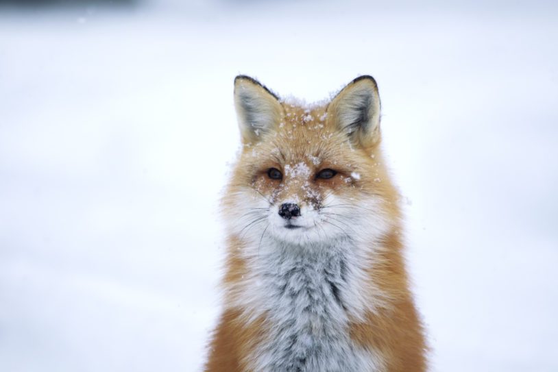 A red fox with snow on its face and head and a snow covered background - Ontario, Canada