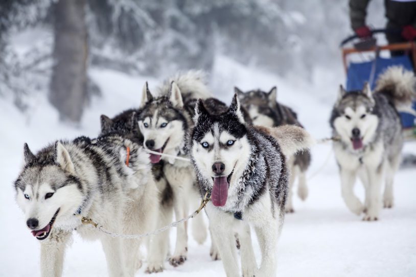 Enthusiastic team of dogs in a dog sledding race.