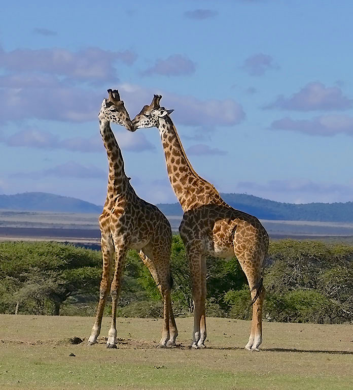Two giraffes touching muzzles