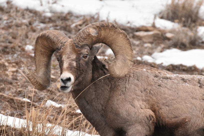 Wildlife in Yellowstone