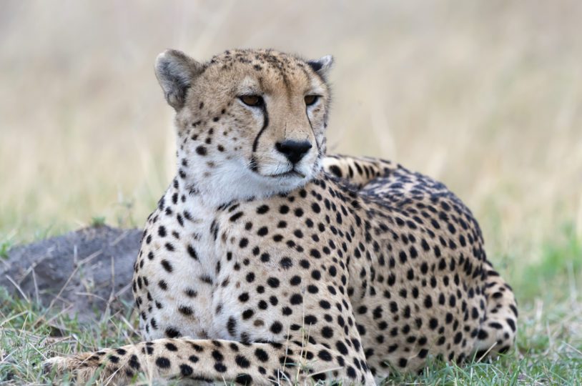 Cheetah in Repose Looking Over Its Shoulder in Hwange National Park, Zimbabwe