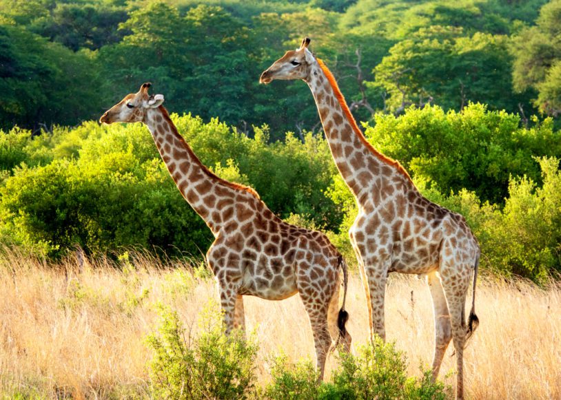 Male and female giraffe in Hwange National Park,Zimbabwe