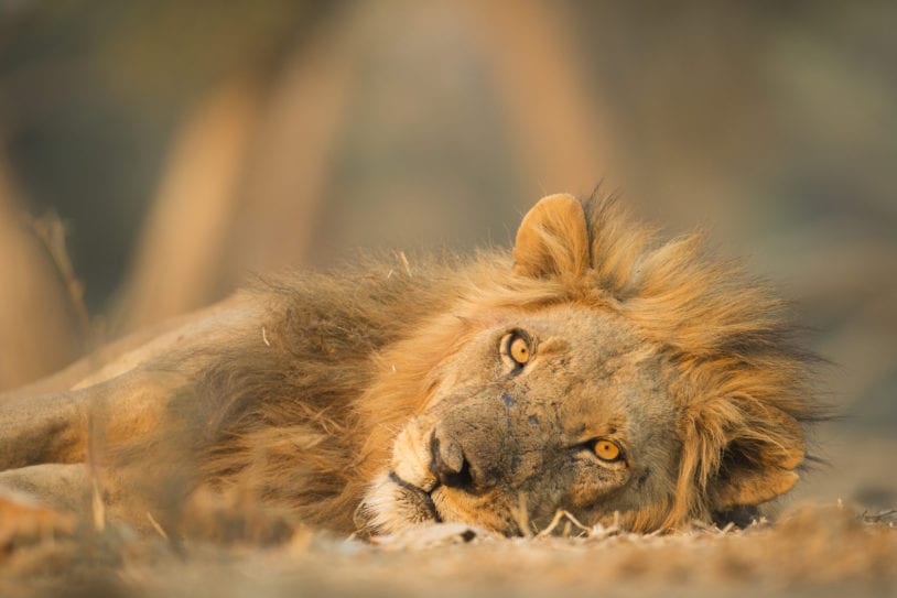 This portrait of a scarred male Lion was taken in Mana Pools National Park in Zimbabwe.