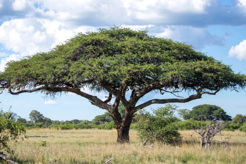 An Umbrella Thorn Acacia (Vachellia tortilis aka Acacia tortilis or Umbrella Tree) in Hwange National Park.