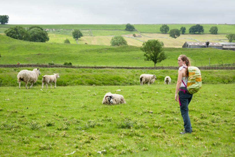 Female hiking with pack stopping to see sheep in green pastures