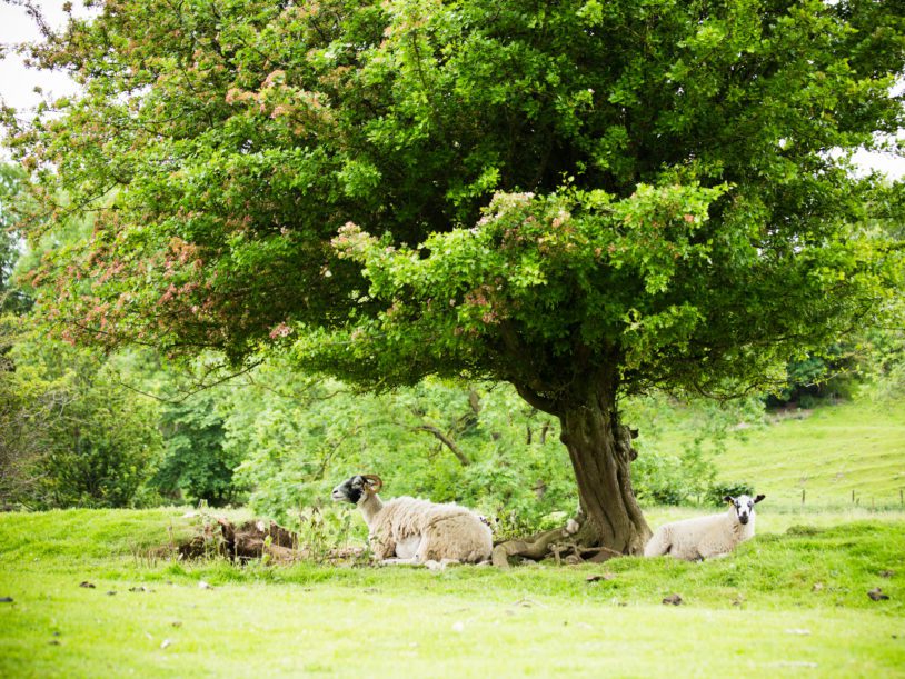 Hiking past sheep resting under large trees in Yorkshire