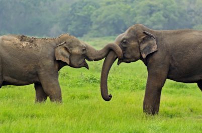 Two elephant intertwining trunks in Sri Lanka