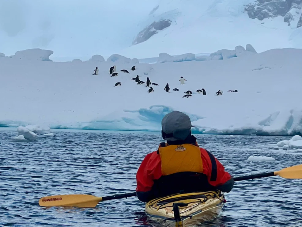 Person in a kayak on icy water, observing a group of penguins on a snowy slope in the background.