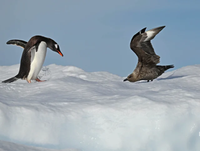 A penguin and a bird stand on snow-covered terrain, facing each other under a clear blue sky.