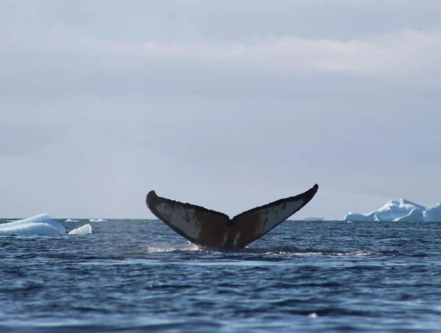 A whale's tail emerges from the ocean, with icebergs visible in the distance under a cloudy sky.