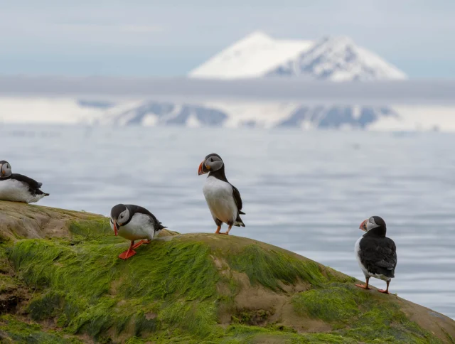 Group of Puffins on rock covered in green algae with mountains in background.