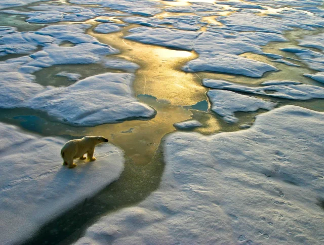 Polar bear on a wide surface of ice in the Arctic.