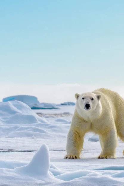 A polar bear stands on a snowy ice floe under a clear blue sky.