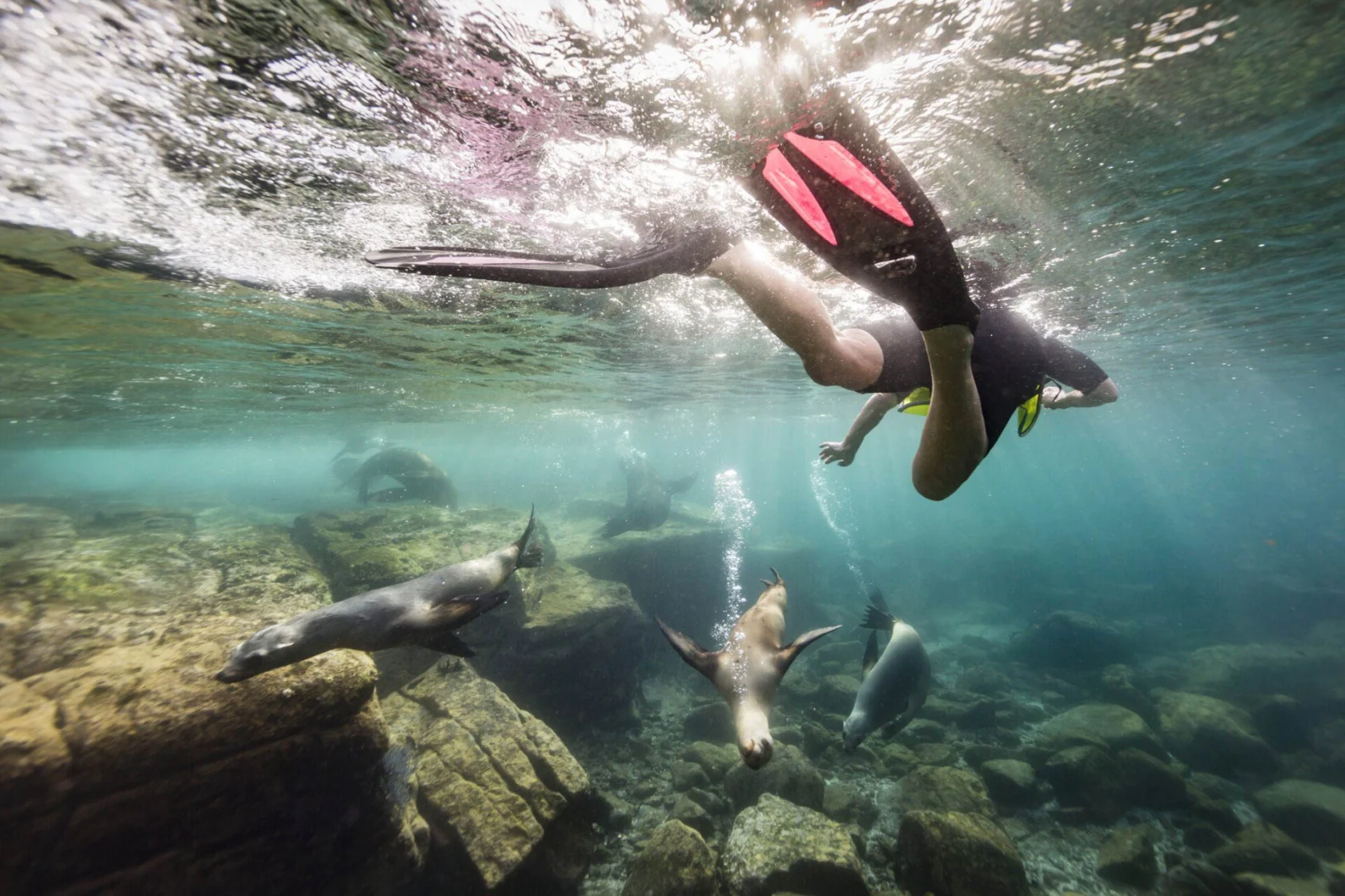 A snorkeler with pink fins swims underwater among several seals in clear blue water over rocky terrain.