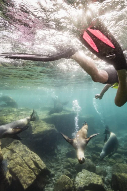 A snorkeler with pink fins swims underwater among several seals in clear blue water over rocky terrain.