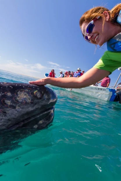 A person in a life vest leans from a boat to touch a surfacing gray whale. Another boat with people observing is in the background.