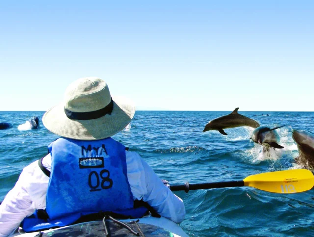 Person in a kayak with a blue vest and hat, paddling in the ocean. Dolphins leap from the water in the background.