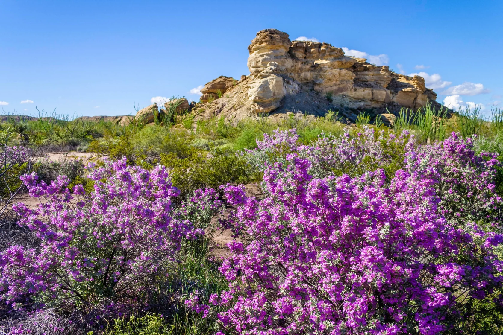 Vibrant purple wildflowers bloom in front of a rocky hill under a clear blue sky.