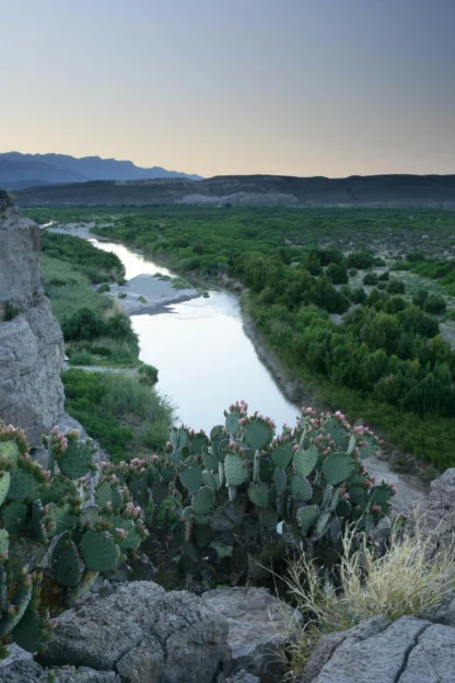 Cactus plants in the foreground overlook a river winding through a rocky canyon with distant hills under a clear sky.