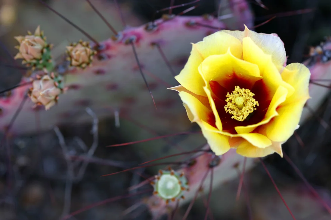 Close-up of a yellow cactus flower with red accents and spiky stems.