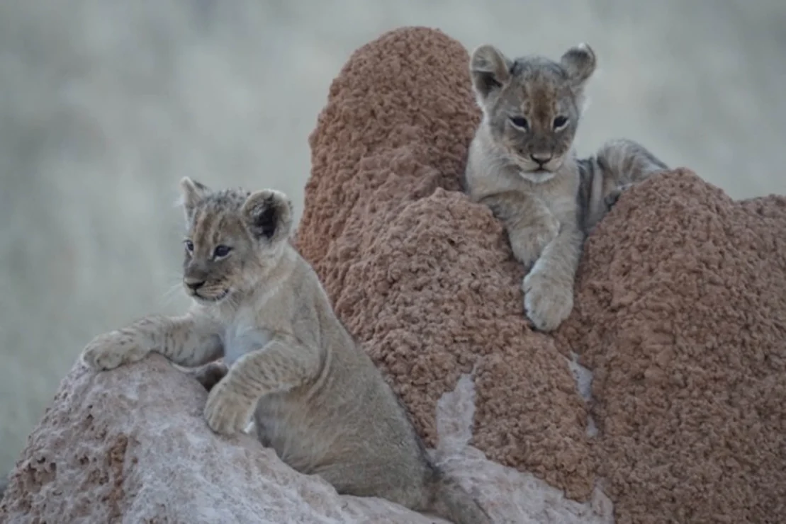 Two lion cubs sit on a termite mound, looking alert and observant.