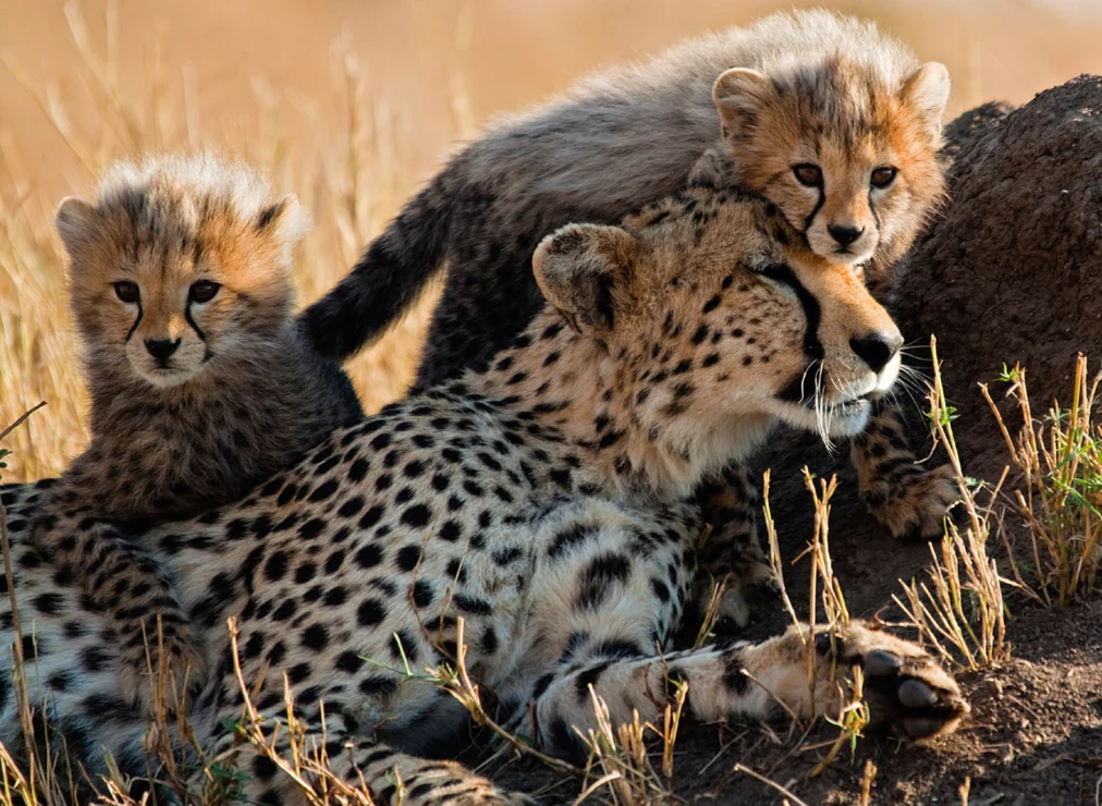 Cheetah resting on grass with two cubs—one lying on its back and the other sitting beside—against a blurred grassland background.