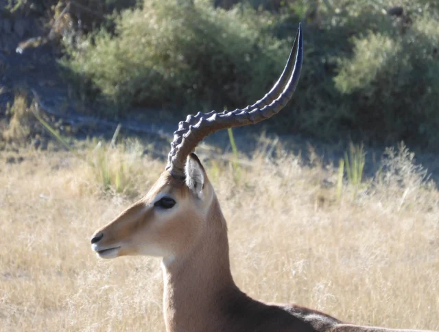 An antelope with long, curved horns stands in a grassy field with shrubs in the background.