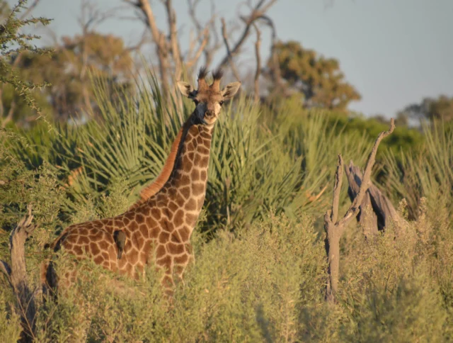 A giraffe stands among shrubs and tall grass in a savanna landscape.