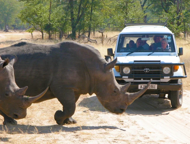 Two rhinoceroses cross a dirt road in front of a white safari vehicle with passengers observing in a dry, wooded landscape.