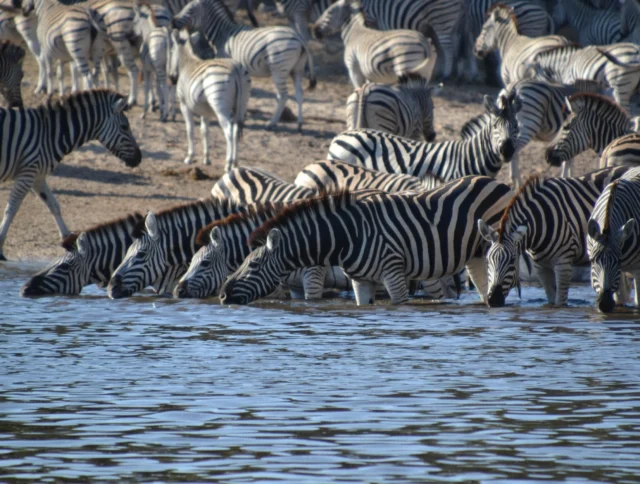 A herd of zebras drinks water from a river while more zebras stand on the sandy bank.