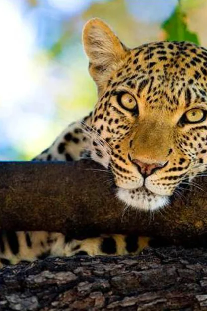 A leopard rests on a tree branch, gazing forward. Its front paw is draped over the branch. The background is softly blurred with green and blue hues.