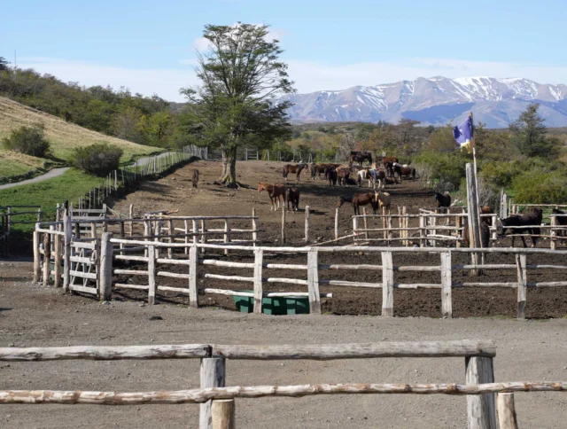 A fenced area with several horses, a tree, and a flag. Snow-capped mountains are visible in the background under a clear sky.