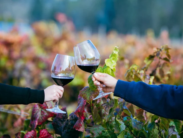 Two hands clinking wine glasses filled with red wine in front of a vineyard with colorful leaves.