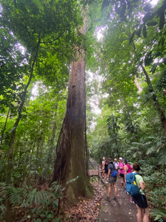 A group of people stands on a path in a dense forest, observing a large tree with extensive roots.