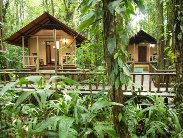 Two cabins in a lush forest setting, connected by a wooden walkway, surrounded by dense green foliage.