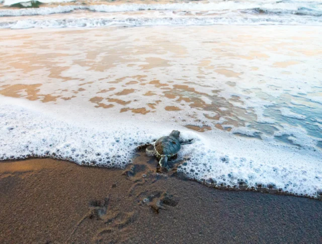 A baby turtle crawls towards the ocean waves on a sandy beach.