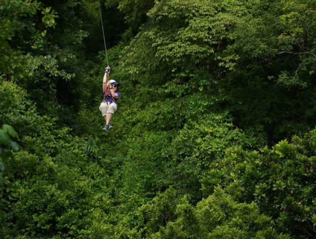 A person ziplining through a lush green forest, surrounded by dense trees.