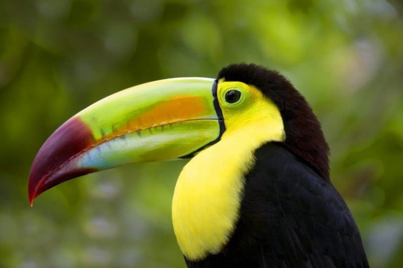 Close-up of a toucan with a large, colorful beak featuring shades of green, orange, and red. The bird has bright yellow throat feathers and a dark body, set against a blurred green background.