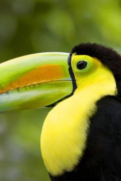 Close-up of a toucan with a large, colorful beak featuring shades of green, orange, and red. The bird has bright yellow throat feathers and a dark body, set against a blurred green background.