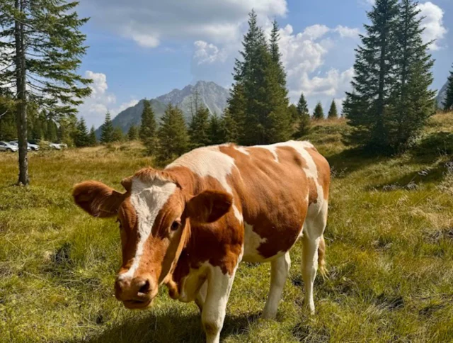 A brown and white cow stands in a grassy meadow with trees in the background under a partly cloudy sky.