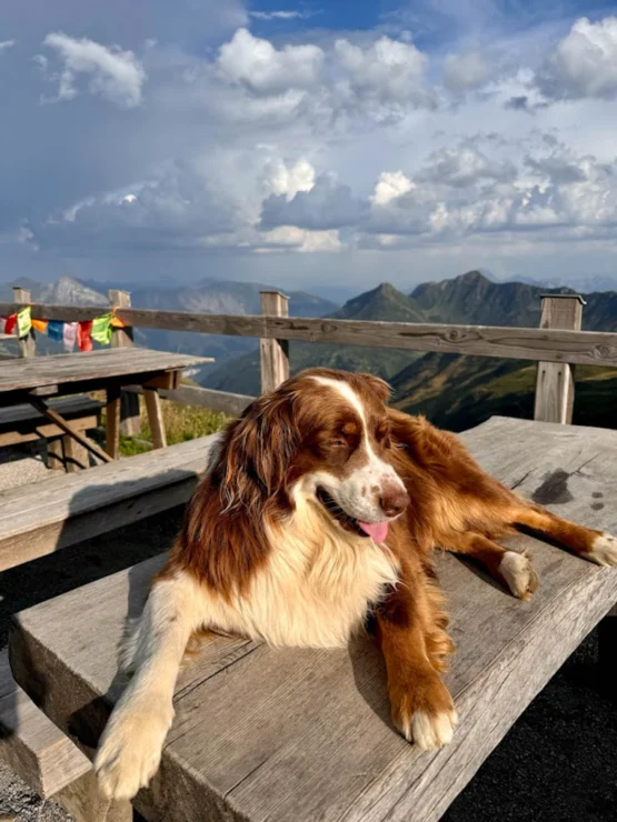 A brown and white dog lies on a wooden picnic table, with a mountainous landscape and cloudy sky in the background. Colorful flags are draped over a fence nearby.