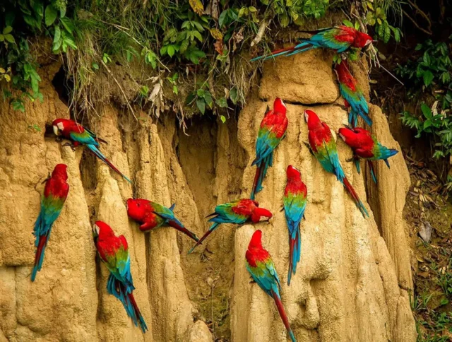 Brightly colored macaws perch on a clay cliff, surrounded by lush greenery.