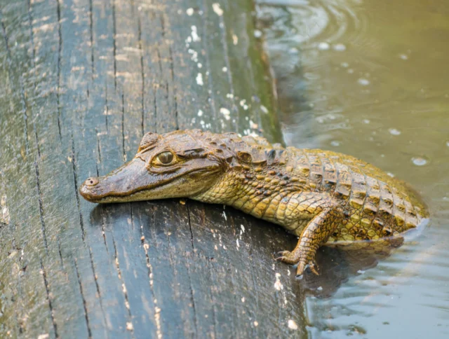 A young crocodile resting on a log partially submerged in water.