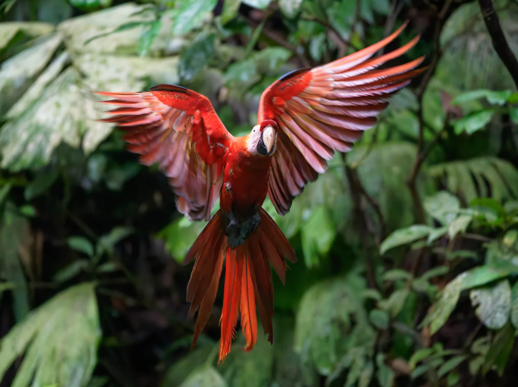 A scarlet macaw in flight with wings spread wide, surrounded by lush green foliage.