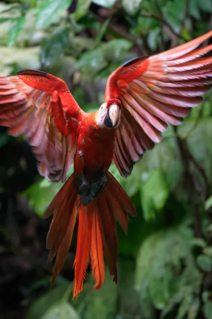 A scarlet macaw in flight with wings spread wide, surrounded by lush green foliage.