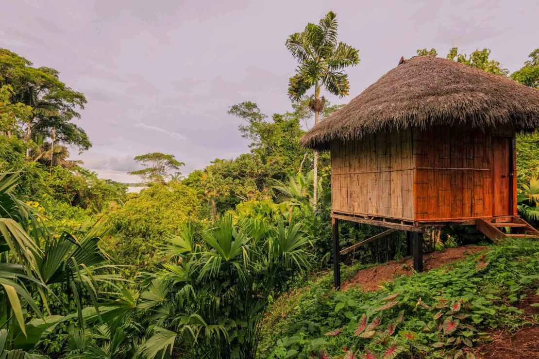 Amazon rainforest in Ecuador.