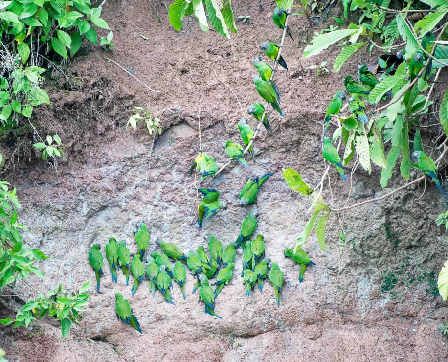 Dusky-headed Parakeet flock on riverbank clay lick Amazon River, Ecuador.