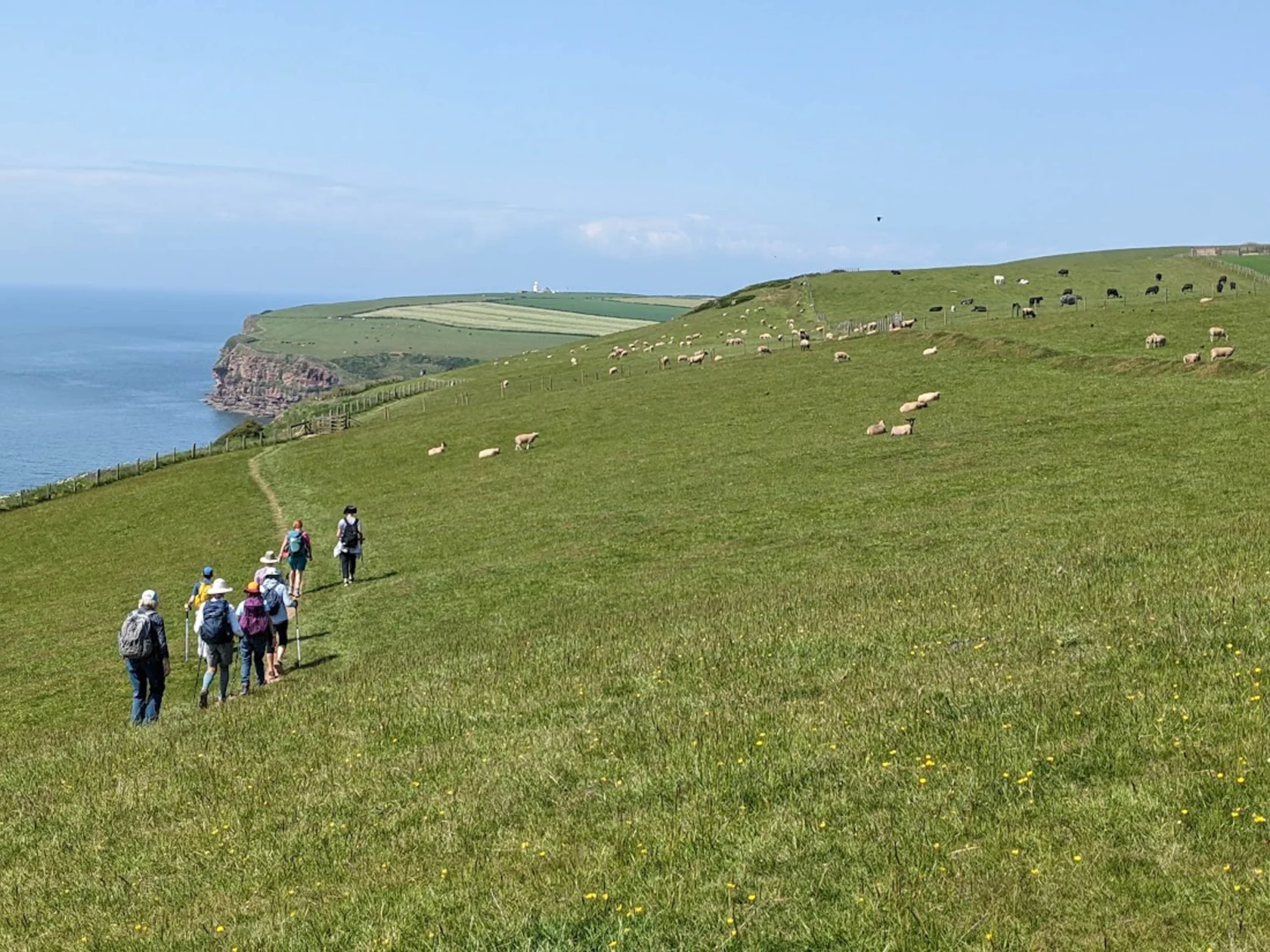 A group of people walk along a grassy coastal path with sheep grazing on a hillside under a clear blue sky.